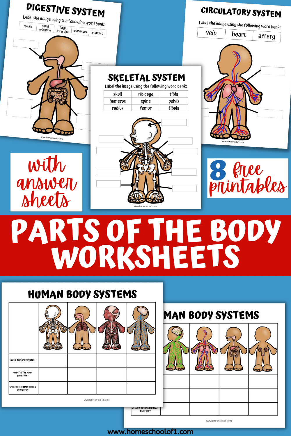 8 Human Body Systems Worksheets For Kids Homeschool Of 1 Human Anatomy Worksheets And Study Guides
