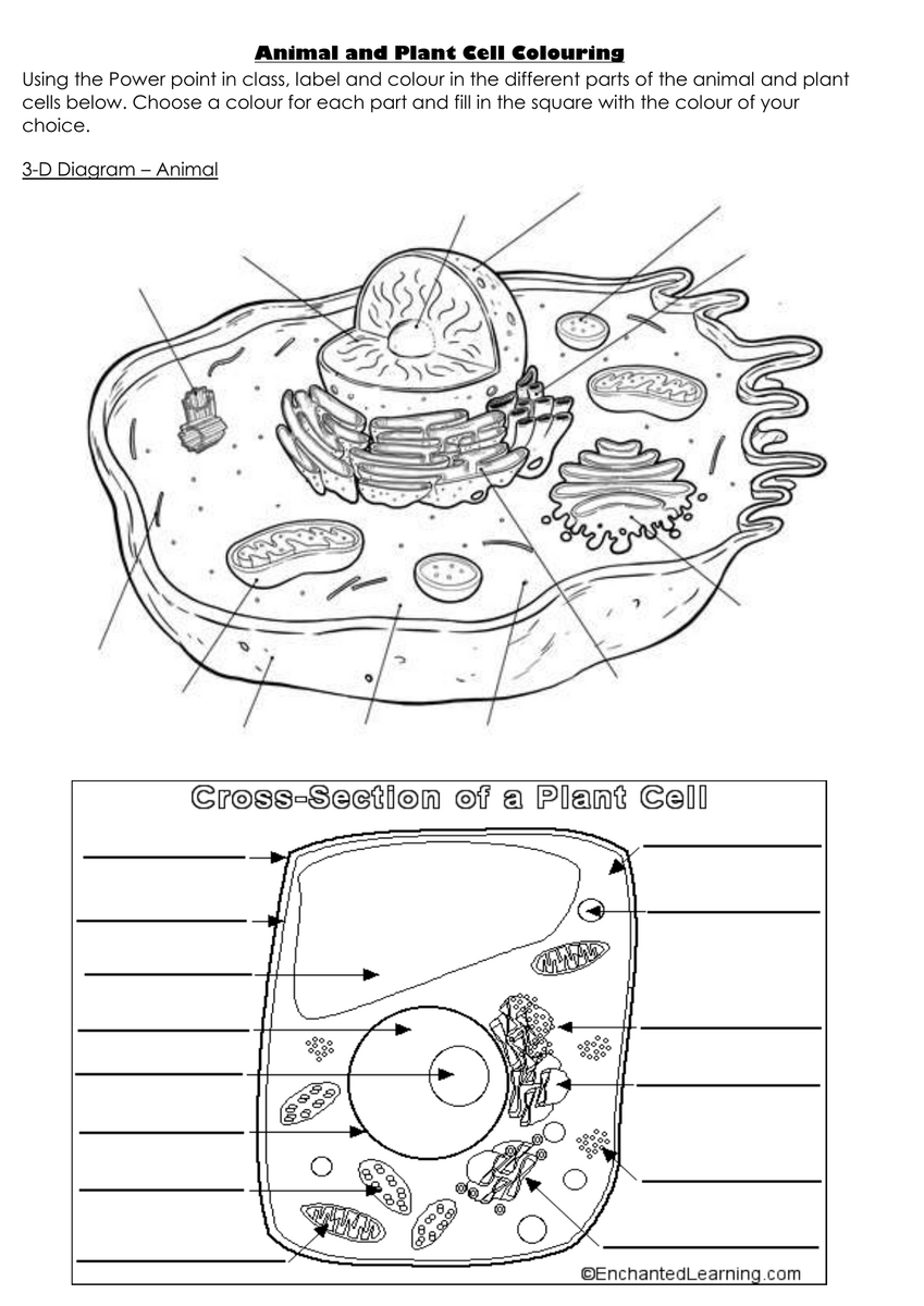 Animal Cell Coloring Page Free Printable