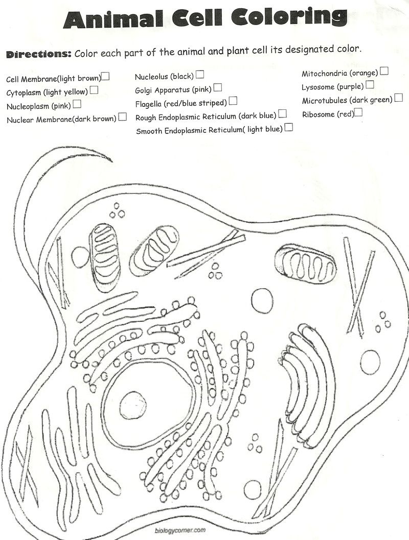Animal Cell Coloring Page 497487 Clipart Library