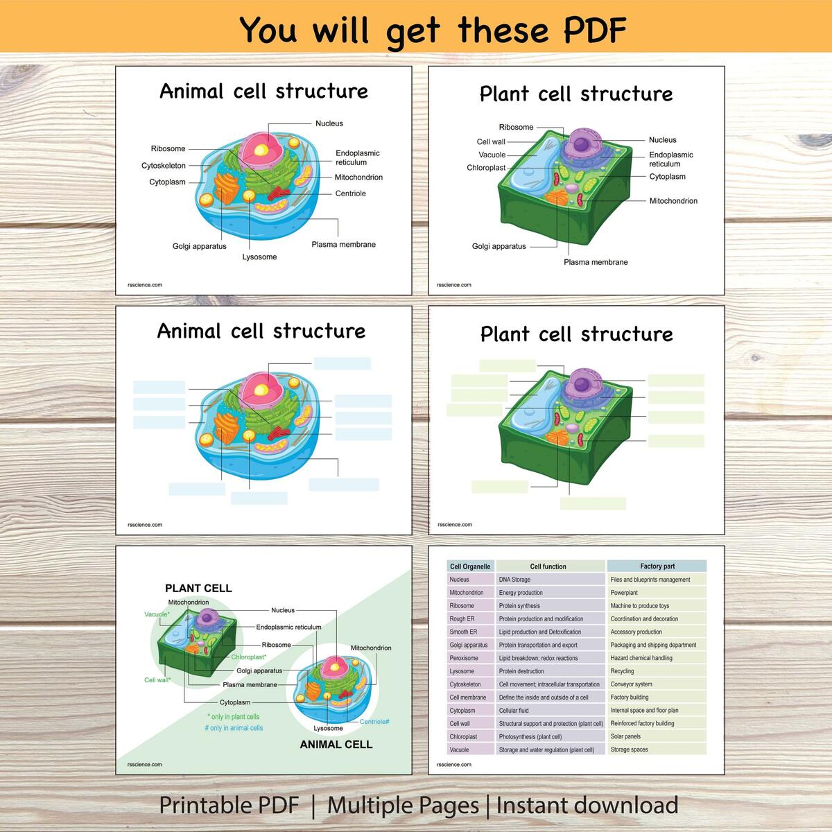 Animal Plant Cell Structure Worksheet Labeling Diagram Printable Etsy Animal And Plant Cell Coloring Worksheets Digital Download 300 DPI Png Etsy