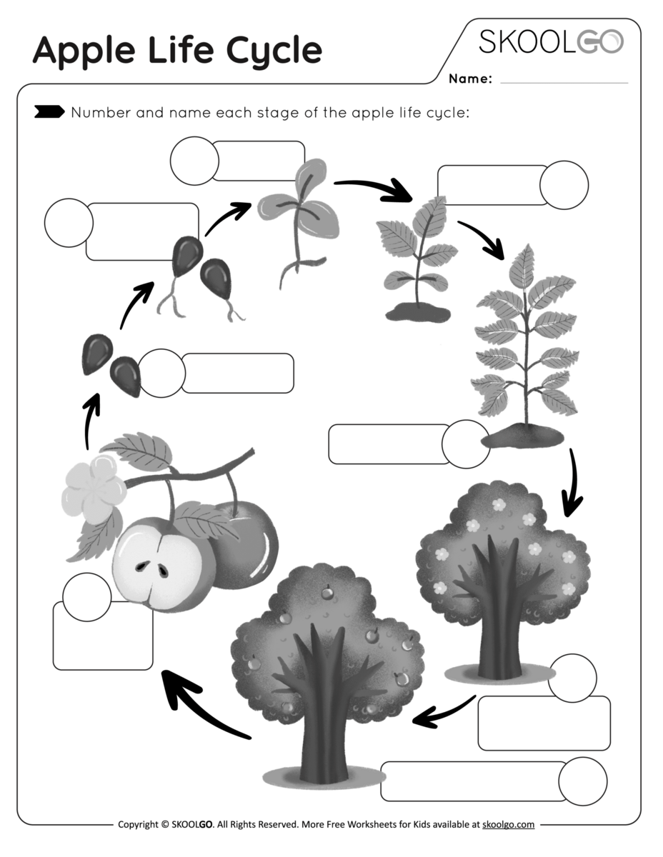 Apple Life Cycle Free Worksheet SKOOLGO Printable Life Cycle Of An Apple Worksheet