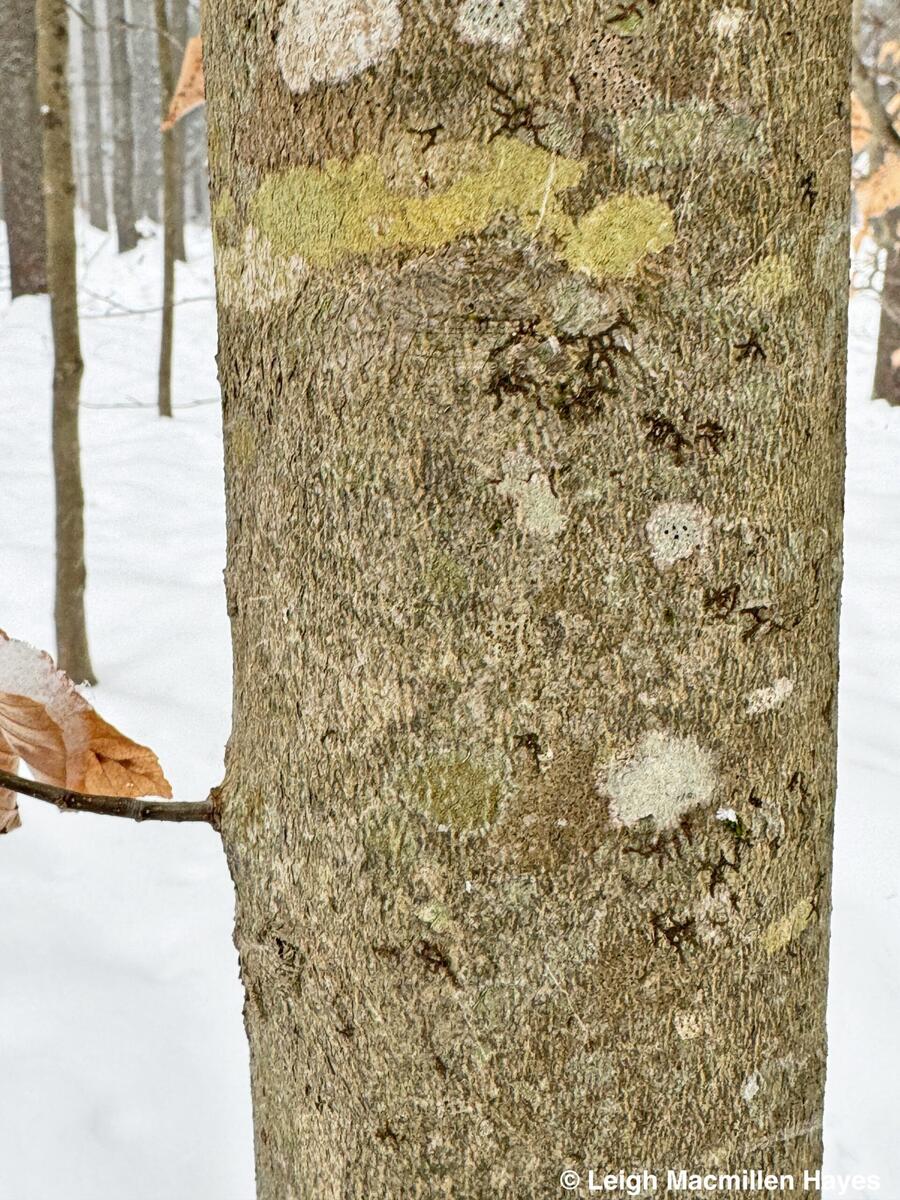 Becoming Tree Wise Wondermyway