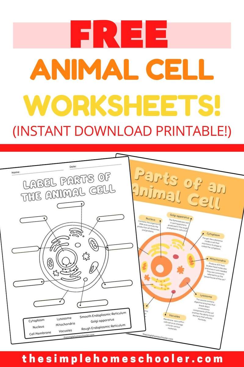 Best Free Animal Cell Worksheets With Answers Easy Print The Simple Homeschooler