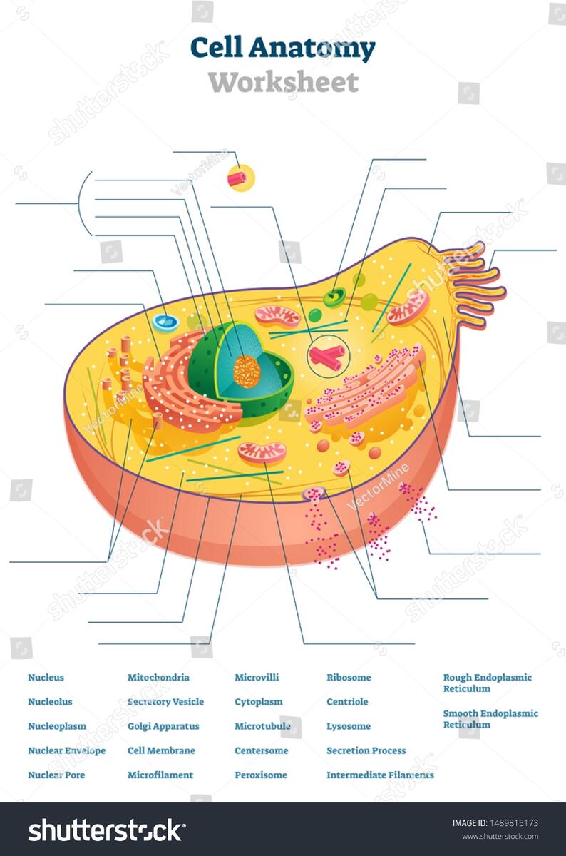 Cell Anatomy Worksheet Vector Illustration Educational Stock Vector Royalty Free 1489815173 Shutterstock