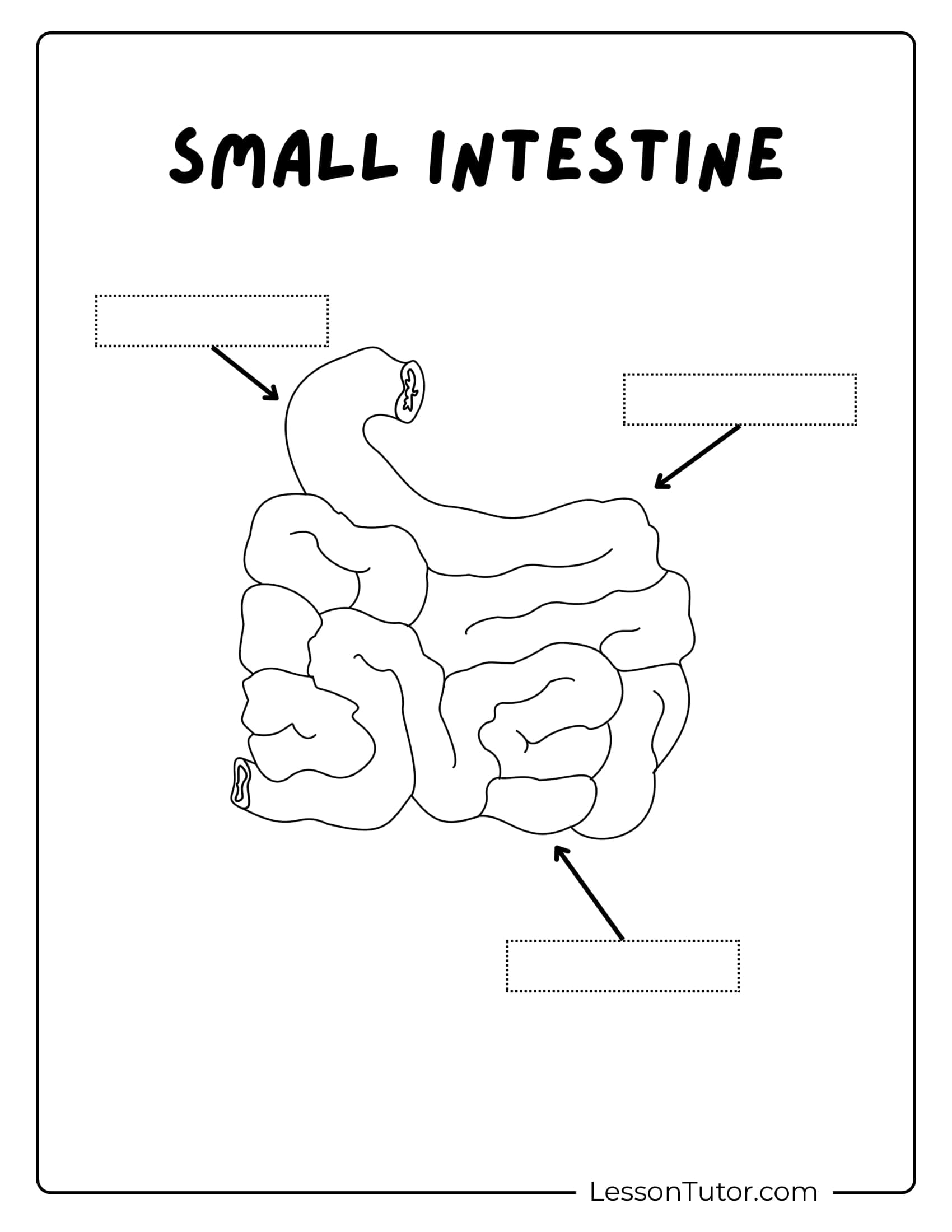Digestive System Worksheets Lesson Tutor