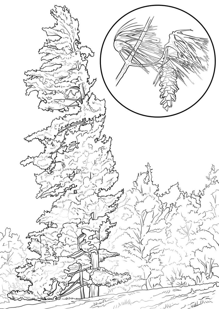 Eastern White Pine Tree Coloring Page Free Printable Free Printable Christmas Crossword Puzzle For Kids