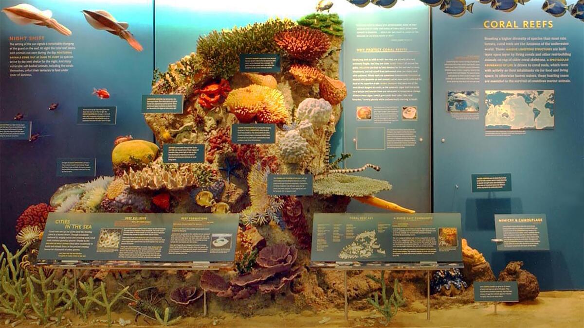Educator Resources Milstein Hall Of Ocean Life AMNH Educator Resources Milstein Hall Of Ocean Life AMNH