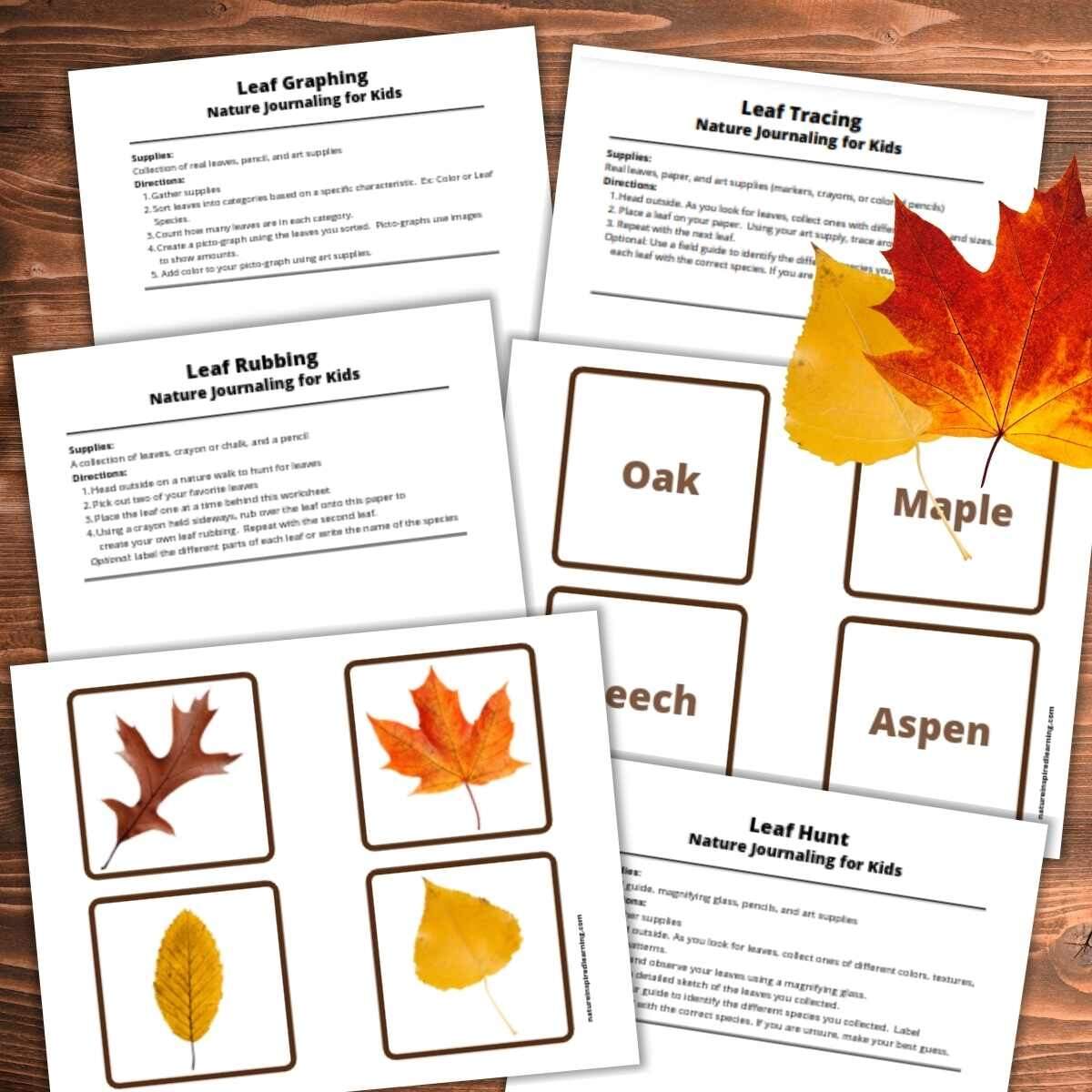 Fall Leaf Printables And Activities For Kids Scrap Paper Fall Leaf Free Printable Little Learning Club