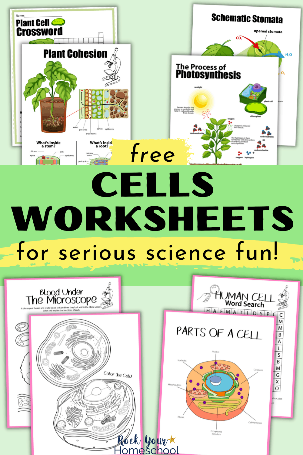 Free Cells Worksheets For Super Fun Science Activities For Kids SOLUTION Introduction To Macromolecules Worksheet Bio 101 Studypool Worksheets Library