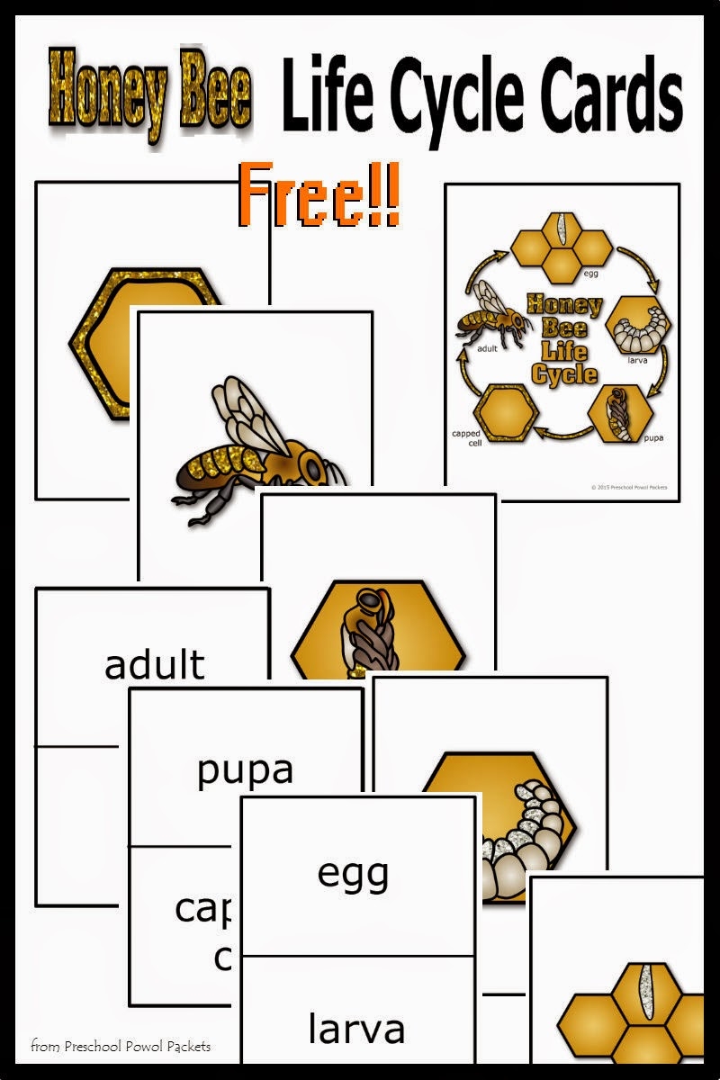 Life Cycle Of A Bee Worksheets Free Printables