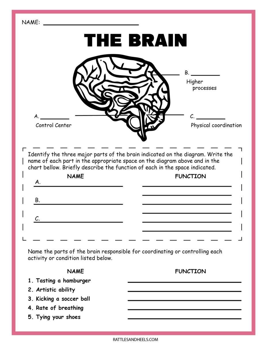 Free Science Worksheets The Nervous System Adanna Dill Free Science Worksheets The Nervous System Adanna Dill