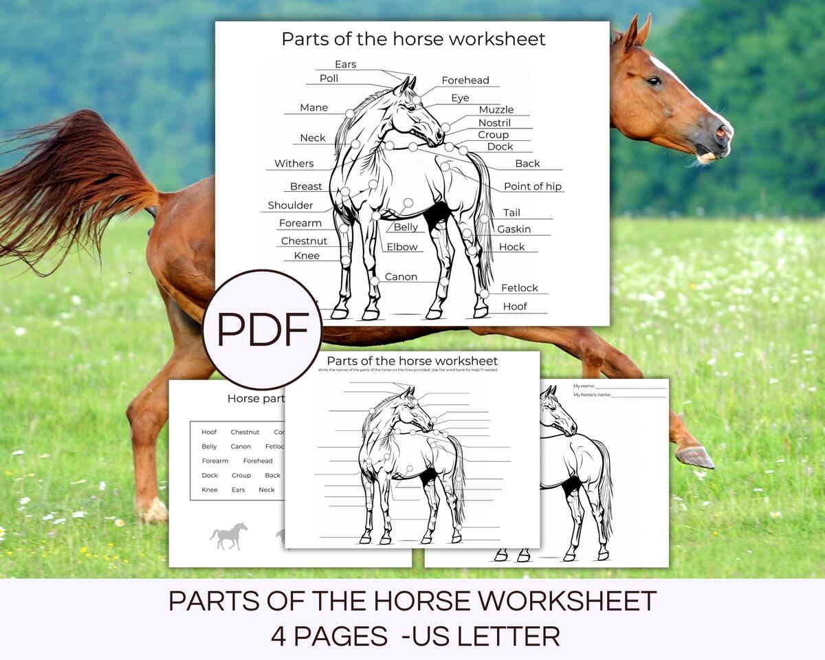 Horse Anatomy Parts Of The Horse Worksheet Horse Camp Activity Equestrian Worksheet Horse Activities Horse Body Parts Printable Activity Etsy