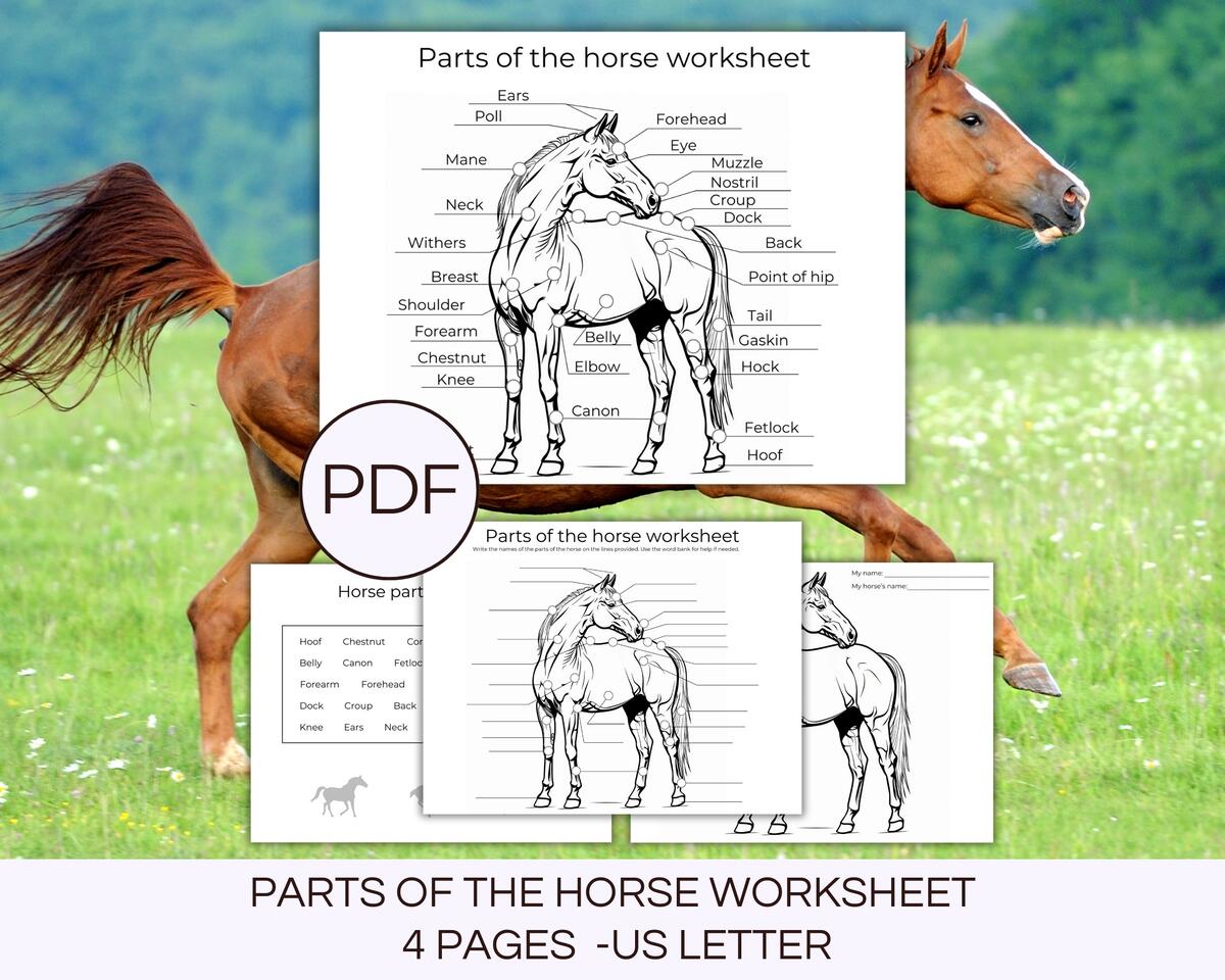 Horse Anatomy Parts Of The Horse Worksheet Horse Camp Activity Equestrian Worksheet Horse Activities Horse Body Parts Printable Activity Etsy