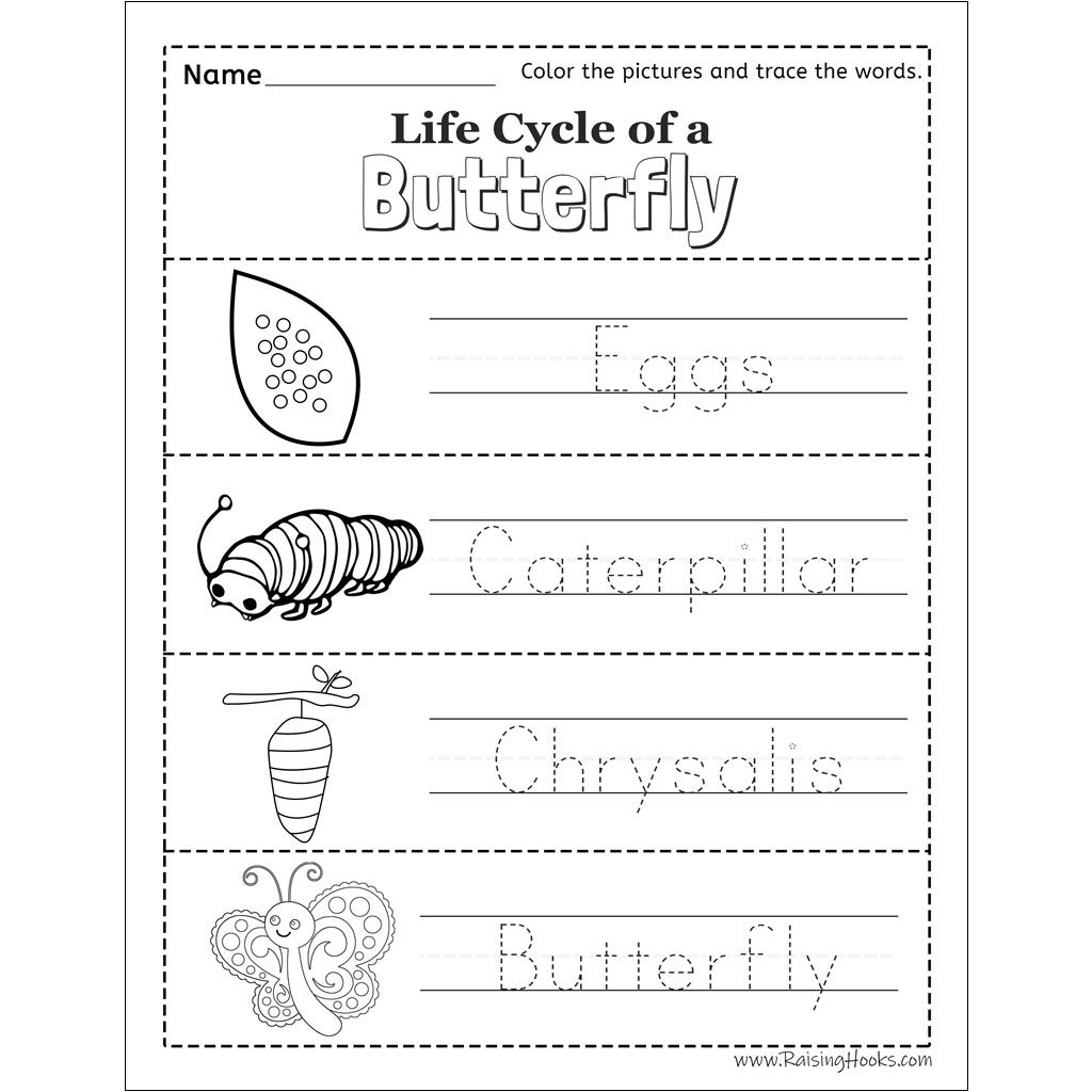 Life Cycle Of A Butterfly Tracing Worksheet Raising Hooks Life Cycle Of A Butterfly Worksheet Raising Hooks
