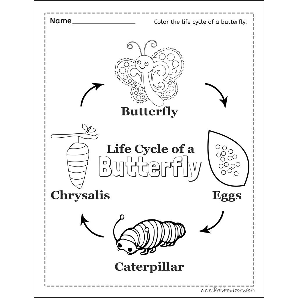 Life Cycle Of A Butterfly Worksheet Raising Hooks Life Cycle Of A Butterfly Worksheet Raising Hooks