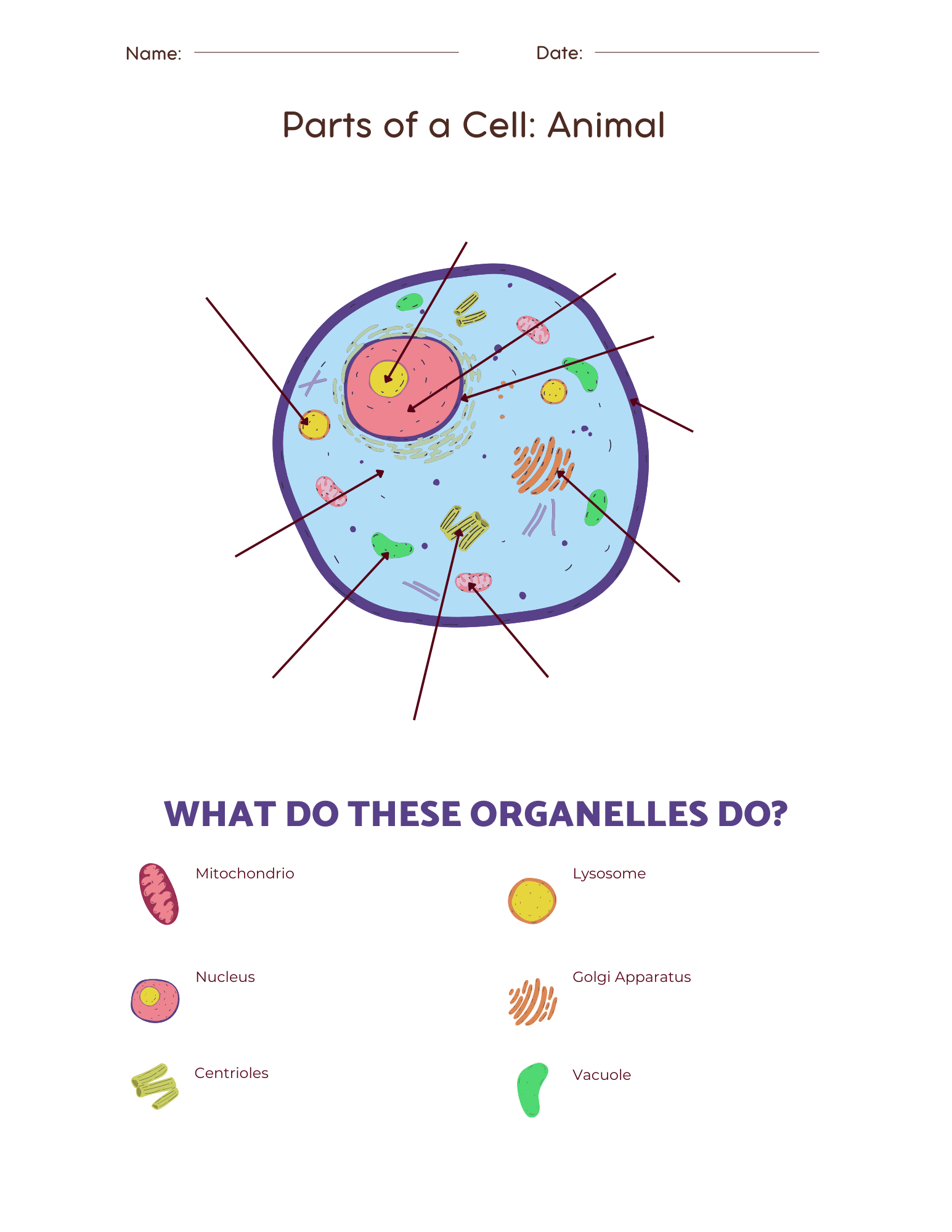 Best Free Animal Cell Worksheets With Answers Easy Print The Simple Homeschooler