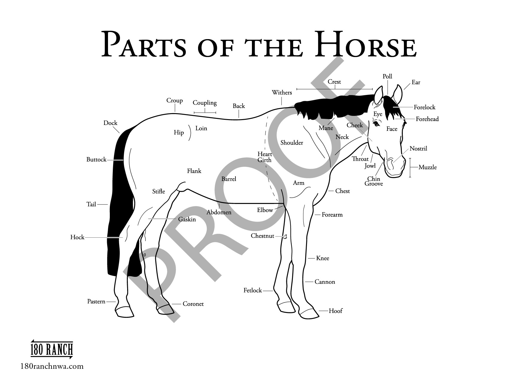 13 Points Of The Horse Worksheet Free PDF At Worksheeto
