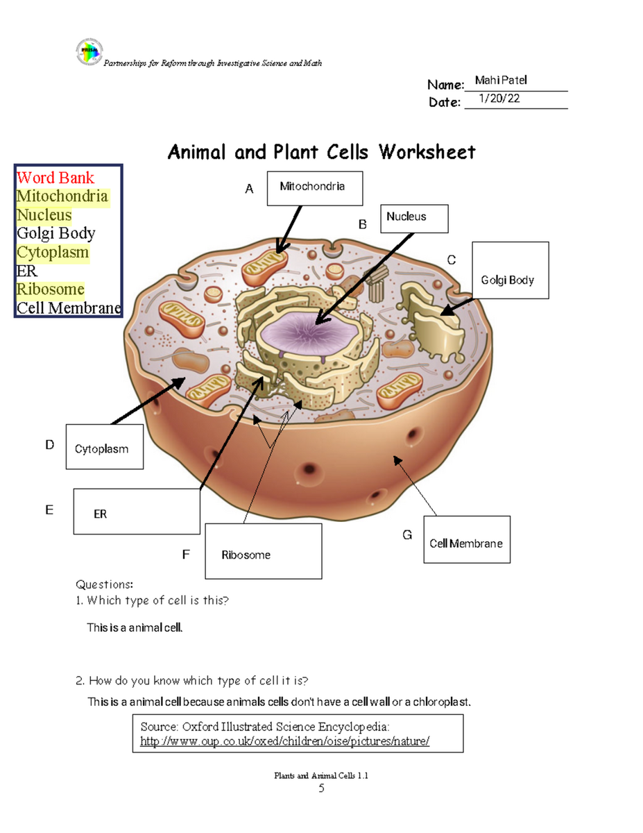 Plant And Animal Cell Diagram Worksheet Version 2 Studocu Plant And Animal Cell Diagram Worksheet Version 2 Studocu