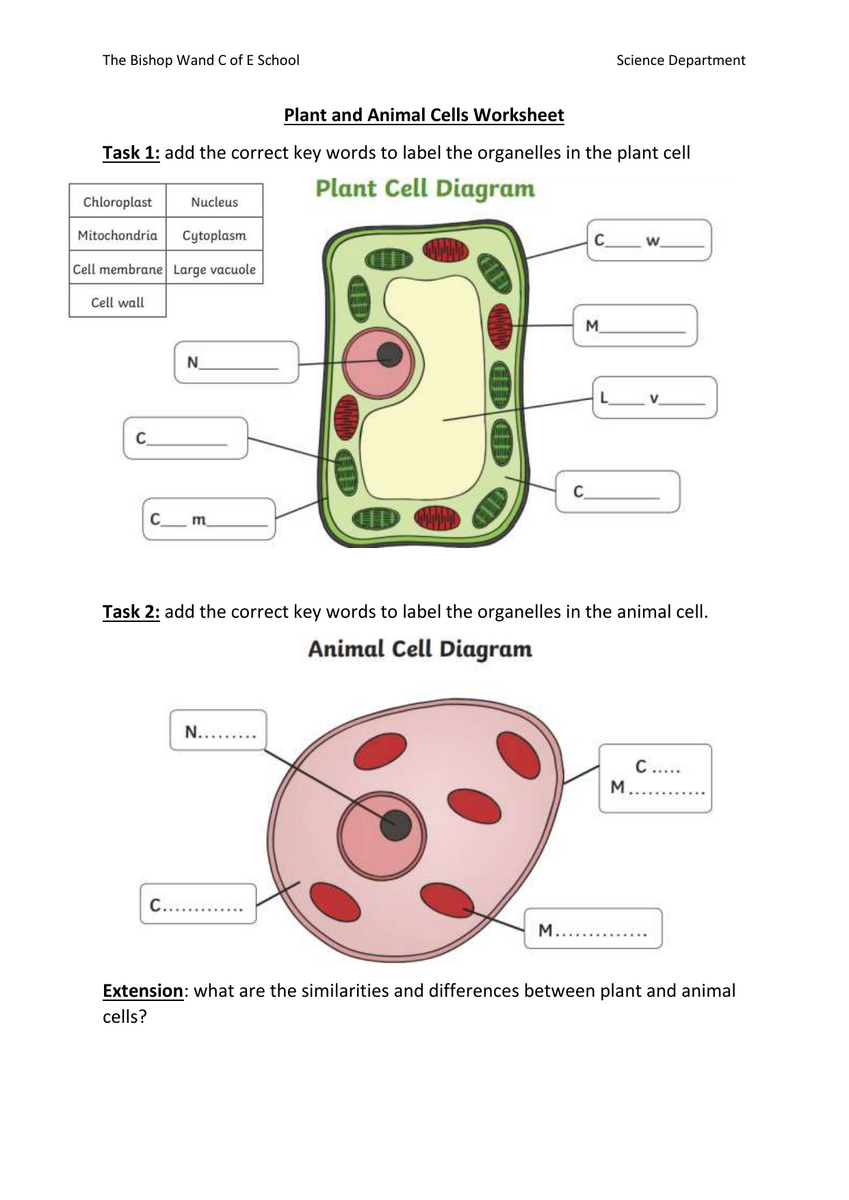 Plant Animal Cells Worksheet Labeling Comparison Plant Animal Cells Worksheet Labeling Comparison