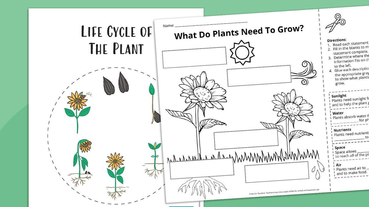 Plant Life Cycle Worksheet Bundle Free Printables Plant Life Cycle Worksheet Bundle Free Printables