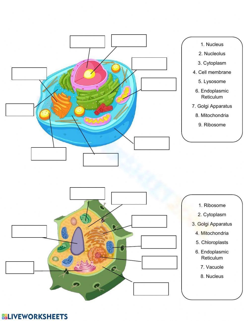 Printable 9th Grade Cell Structure And Function Worksheets