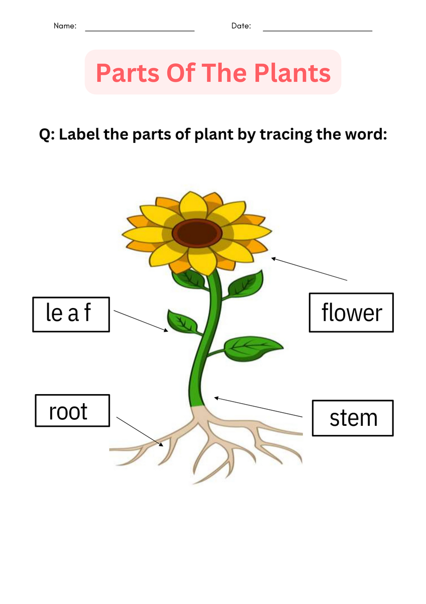Printable Activities Parts Of A Plant Worksheet For Kindergarten Made By Teachers Plant Life Cycle Worksheet Bundle Free Printables