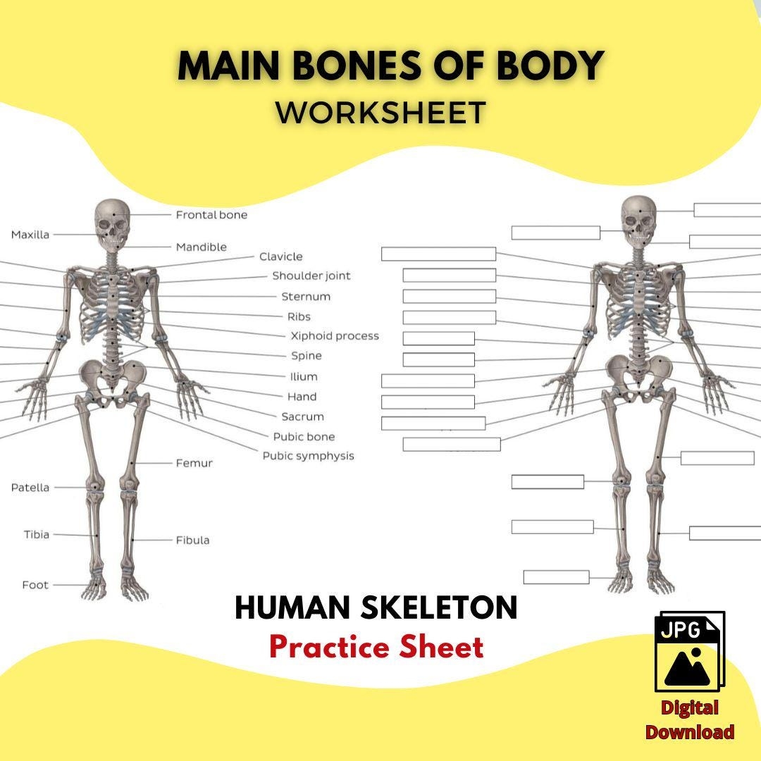 Printable HUMAN SKELETON Worksheet Main Bones Of The Body Study Guide High Quality JPG File Anatomy Practice Sheet Labeled Unlabeled Etsy Skeleton System Worksheets Free Coloring Pages PDF Printables And Worksheets Lesson Tutor