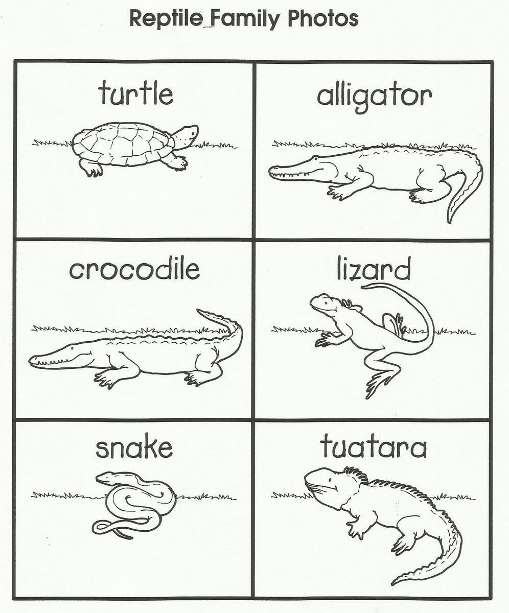 Reptiles And Amphibians Printables Simple Living Creative Learning