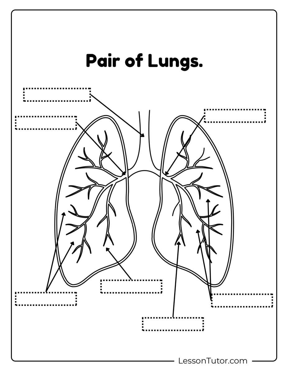 Respiratory System Worksheets Free Coloring Pages PDF Printables And Worksheets Lesson Tutor Respiratory System Worksheets Free Coloring Pages PDF Printables And Worksheets Lesson Tutor