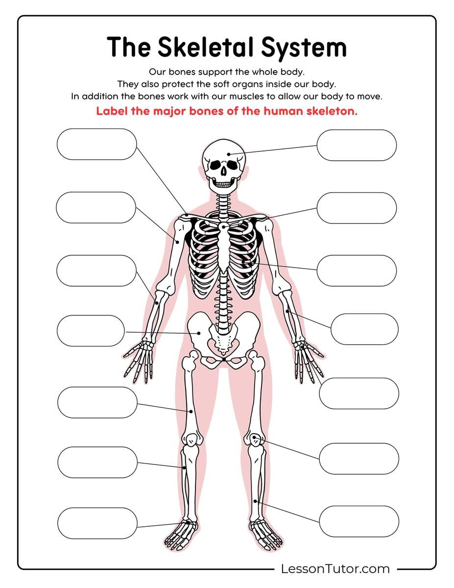 Human Anatomy Worksheets And Study Guides